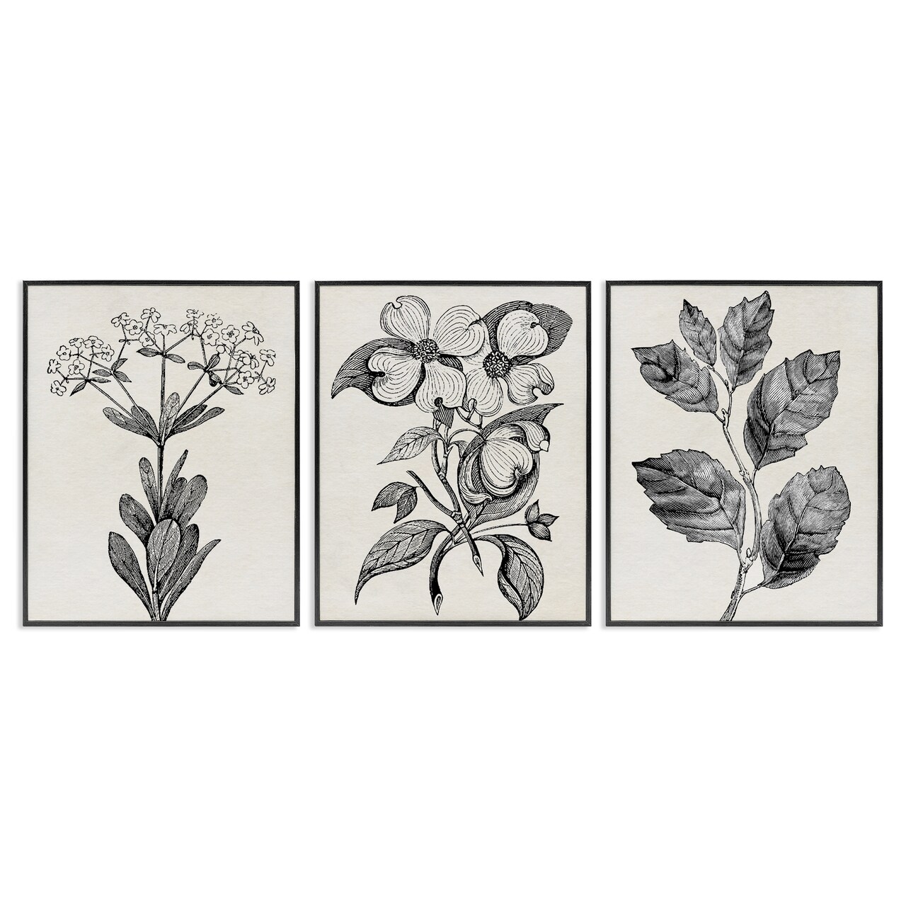 Stupell Industries Classic Natural Botanicals 3pc Framed Giclee Set, design by Karen Smith
